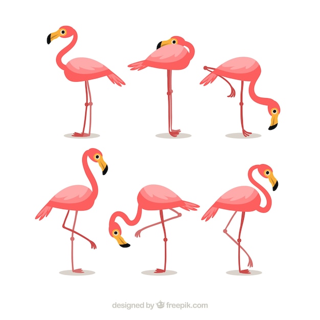 Vector gratuito colección de flamencos con posturas diferentes en estilo plano