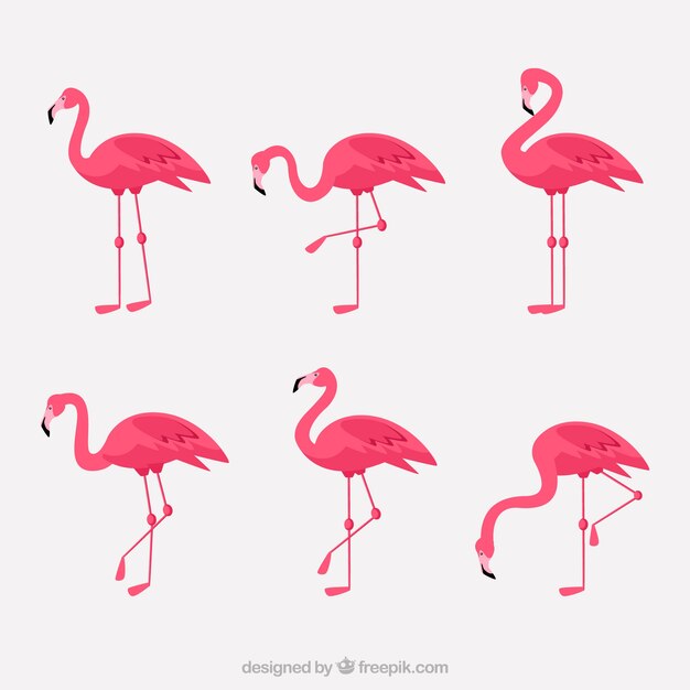 Colección de flamencos con posturas diferentes en estilo plano