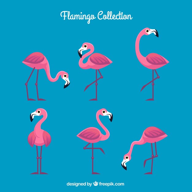 Colección de flamencos con posturas diferentes en estilo plano