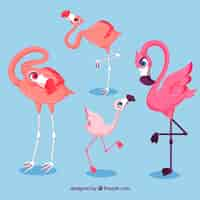 Vector gratuito colección de flamencos con posturas diferentes en estilo plano