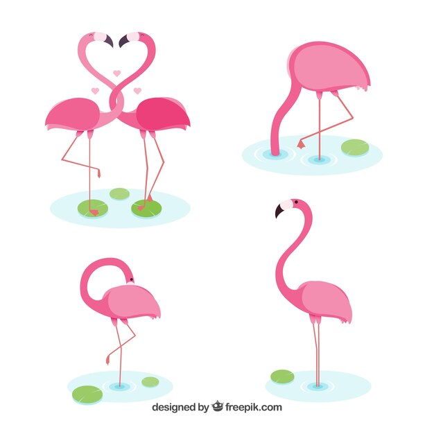 Colección de flamencos con posturas diferentes en estilo plano