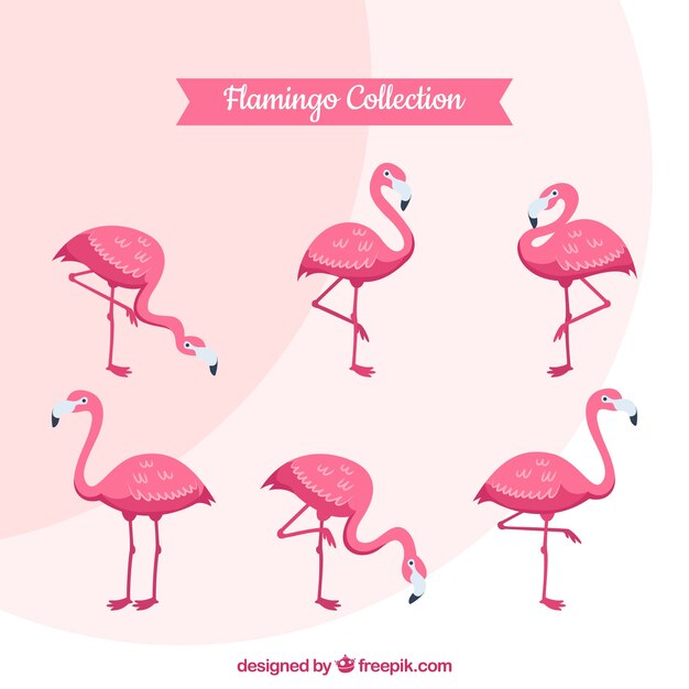 Colección de flamencos con posturas diferentes en estilo plano