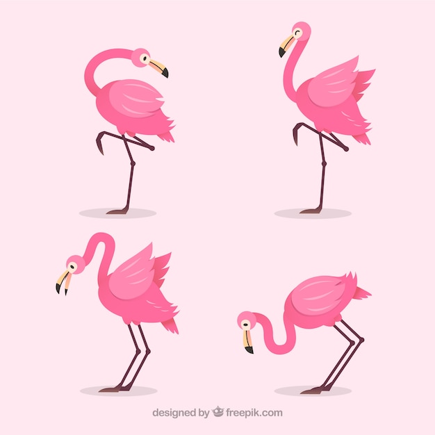 Colección de flamencos con posturas diferentes en estilo plano