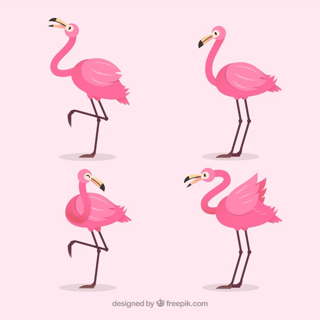 Colección de flamencos con posturas diferentes en estilo plano