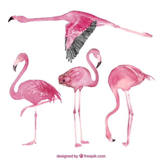 Colección de flamingos en estilo de acuarela
