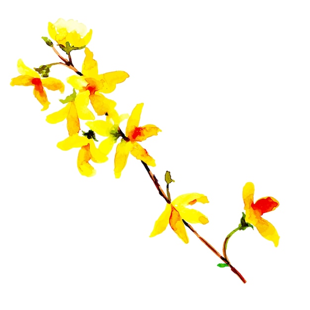 Colección floral primavera de acuarela