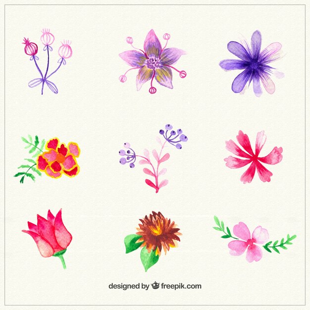 Colección de flores de acuarela