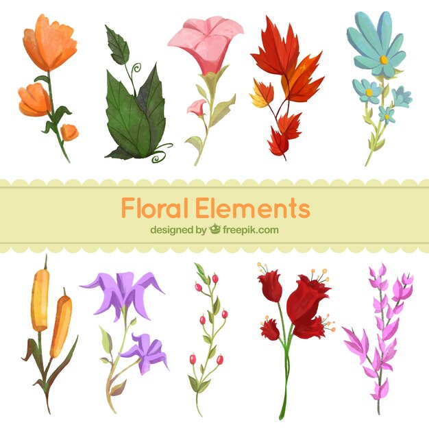 Colección de flores de acuarela 