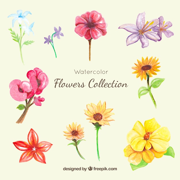 Vector gratuito colección de flores de acuarela