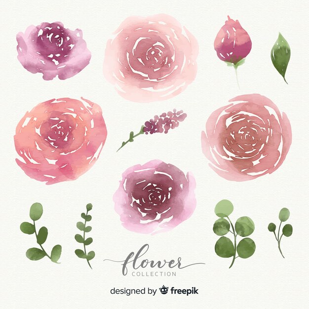 Colección de flores de acuarela