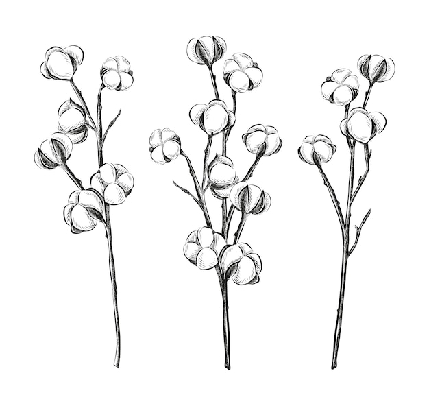 Colección de flores de algodón dibujadas a mano aisladas
