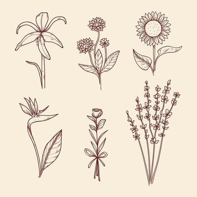 Colección de flores de botánica vintage dibujadas a mano
