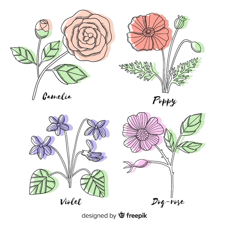 Vector gratuito colección de flores botánicas dibujadas a mano realista con hojas