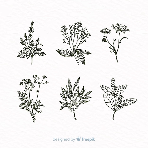 Vector gratuito colección de flores botánicas dibujadas a mano realista