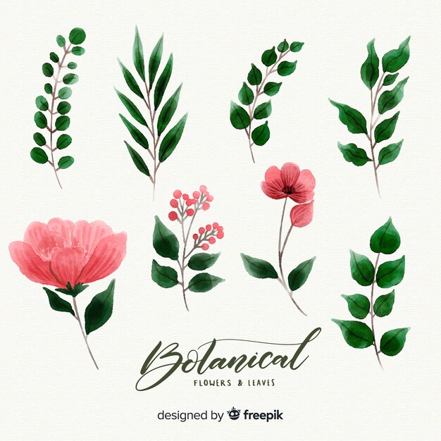 Colección flores botánicas dibujado a mano