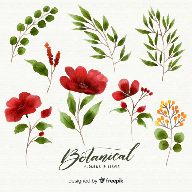 Colección flores botánicas dibujado a mano