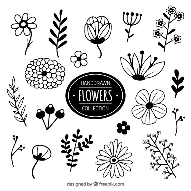 Colección de flores dibujadas a mano