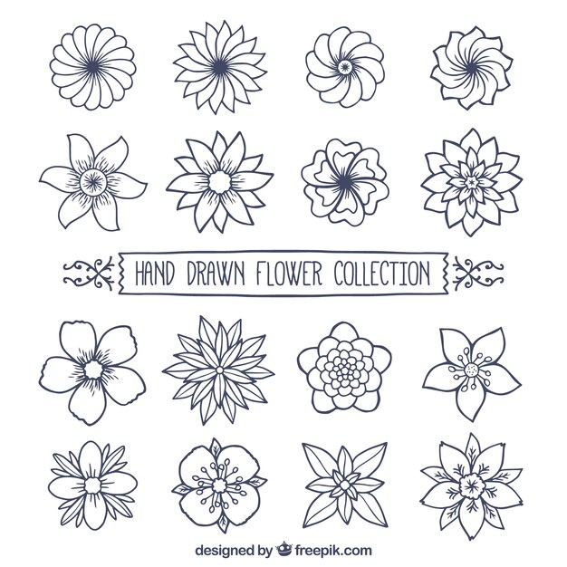 Colección de flores dibujadas a mano 