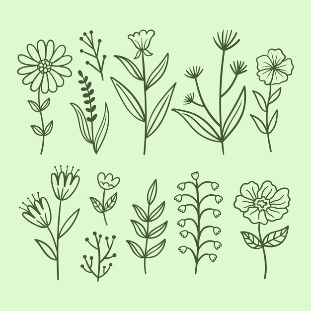 Colección de flores dibujadas a mano