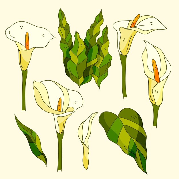 Colección de flores dibujadas a mano