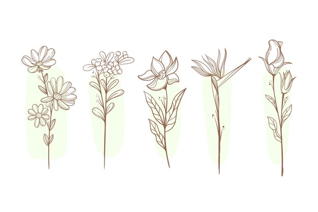 Colección de flores dibujadas a mano