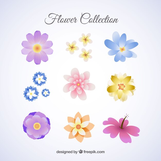 Colección de flores con especies diferentes