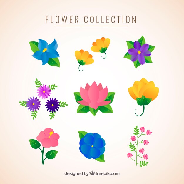 Colección de flores con especies diferentes
