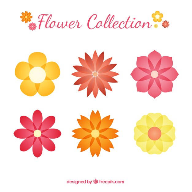 Colección de flores con estilos geométricos