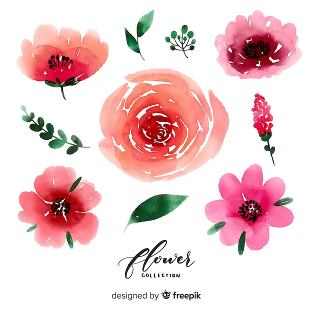 Colección flores y hojas acuarela