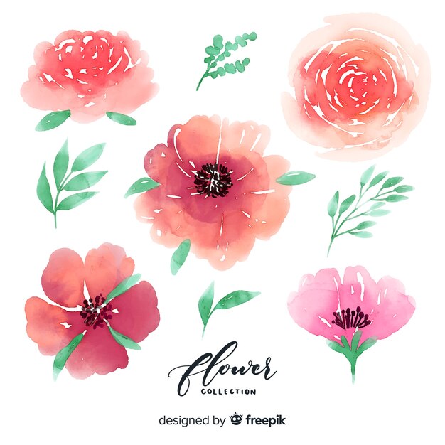 Colección flores y hojas acuarela