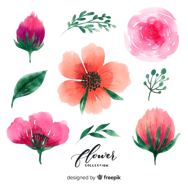 Colección flores y hojas acuarela