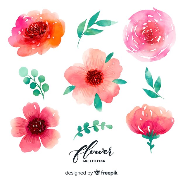 Colección flores y hojas acuarela