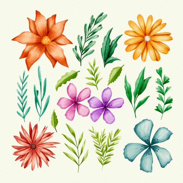 Colección de flores y hojas aisladas
