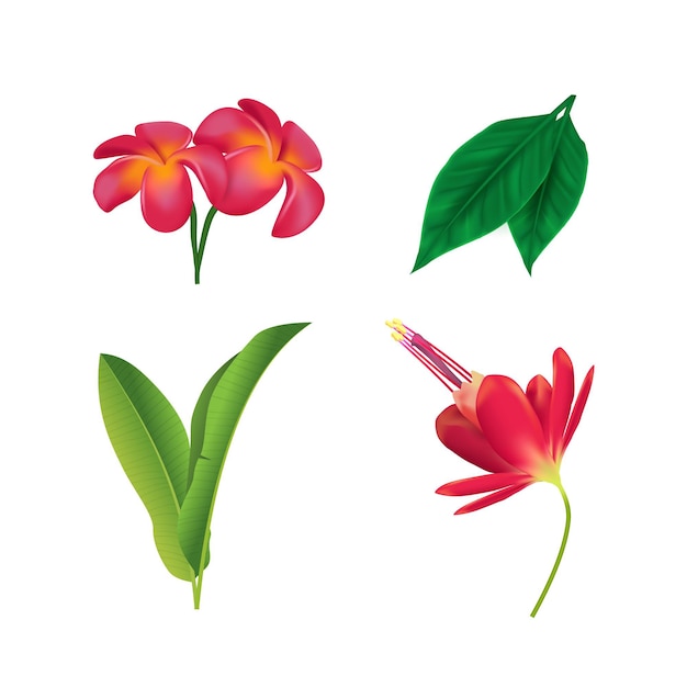 Colección de flores y hojas de diseño tropical