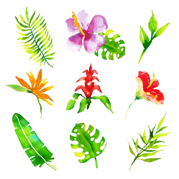 Vector gratuito colección de flores y hojas tropicales de acuarela