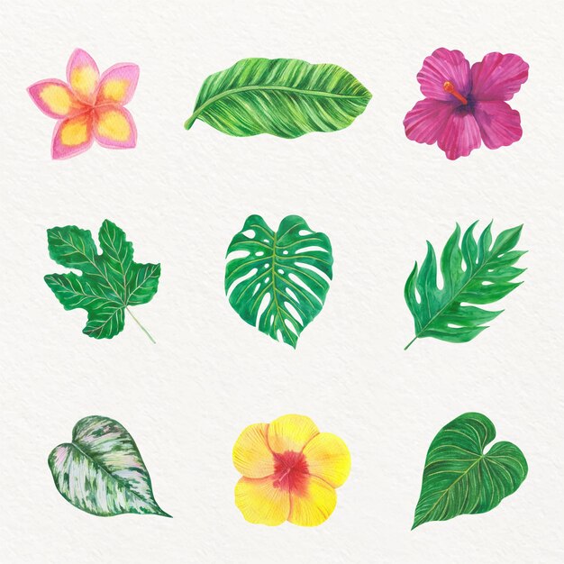 Colección de flores y hojas tropicales