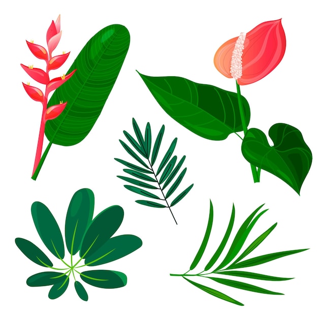 Colección de flores y hojas tropicales