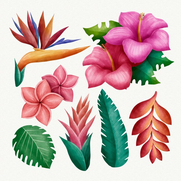 Colección de flores y hojas tropicales