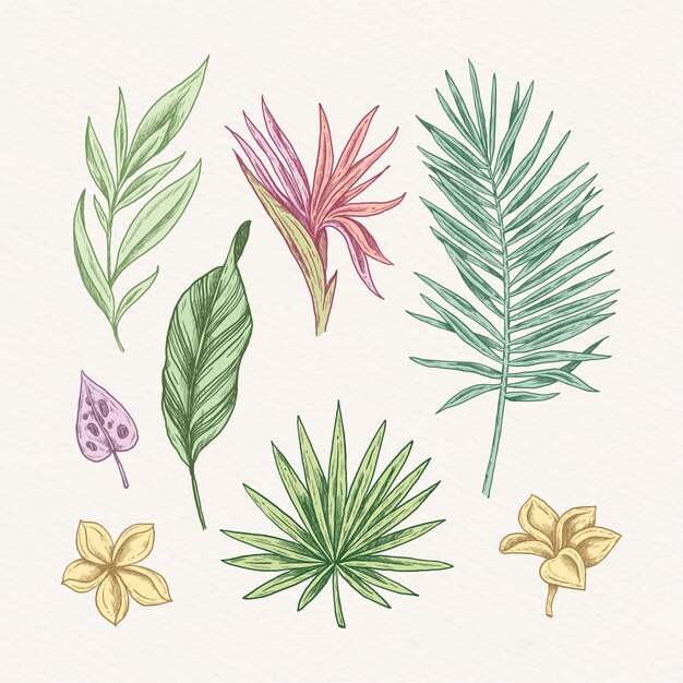 Colección de flores y hojas tropicales