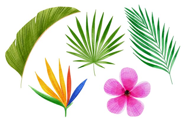 Colección de flores y hojas tropicales.