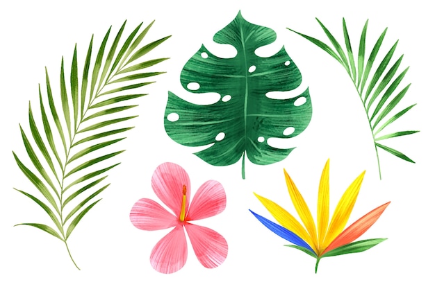 Colección de flores y hojas tropicales.