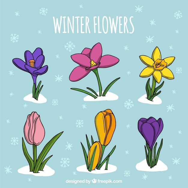 Colección de flores invernales dibujada a mano