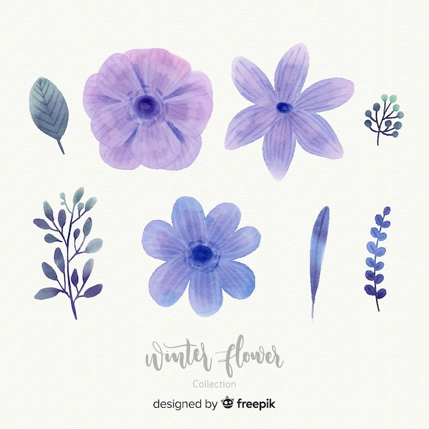 Colección de flores de invierno en acuarela