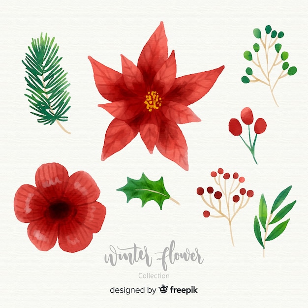 Vector gratuito colección de flores de invierno en acuarela