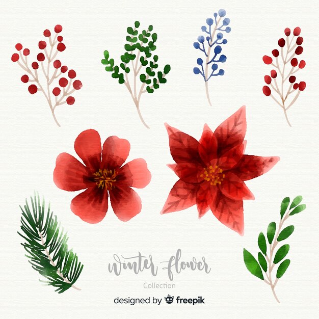 Colección de flores de invierno en acuarela