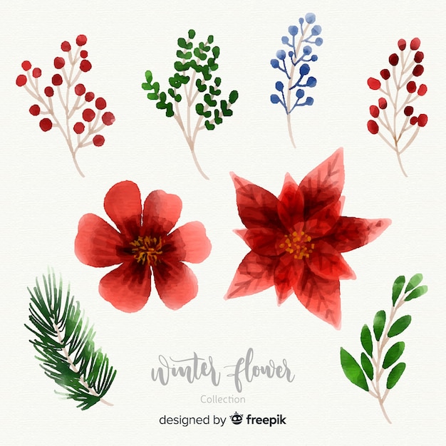 Colección de flores de invierno en acuarela