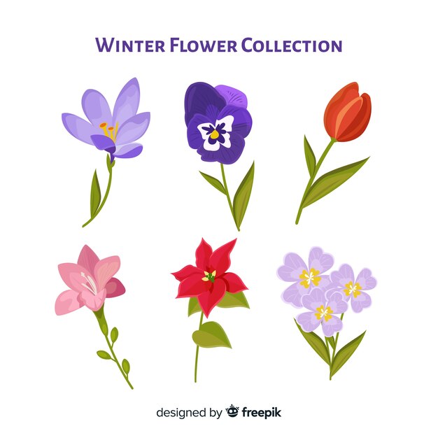 Colección flores invierno coloridas