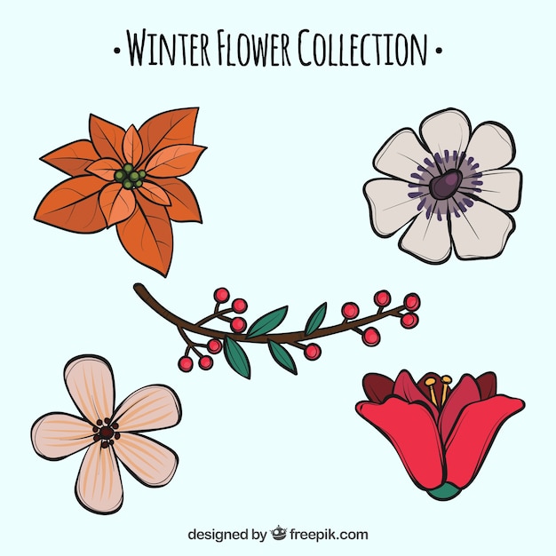 Colección de flores de invierno dibujada a mano