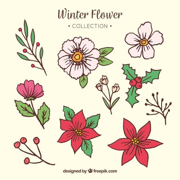 Colección flores invierno dibujadas a mano