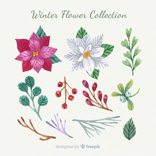 Colección flores invierno dibujadas a mano